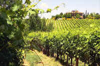 Wines and vines Chianti Tuscany