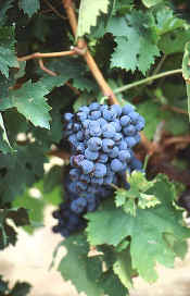 pugnitello grapes