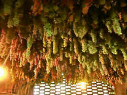 vin santo grapes drying